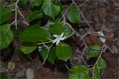 Pterospermum canescens